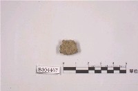 藏品(殼狀地衣 )的圖片